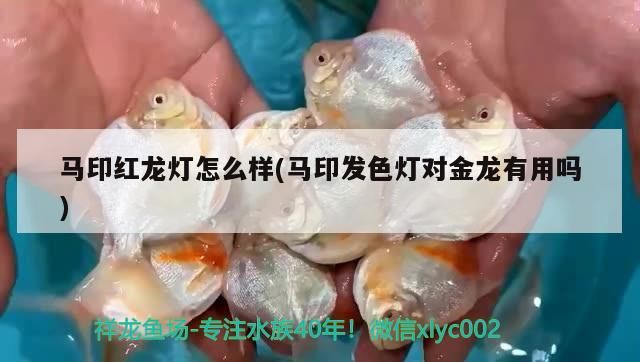 馬印紅龍燈怎么樣(馬印發色燈對金龍有用嗎)