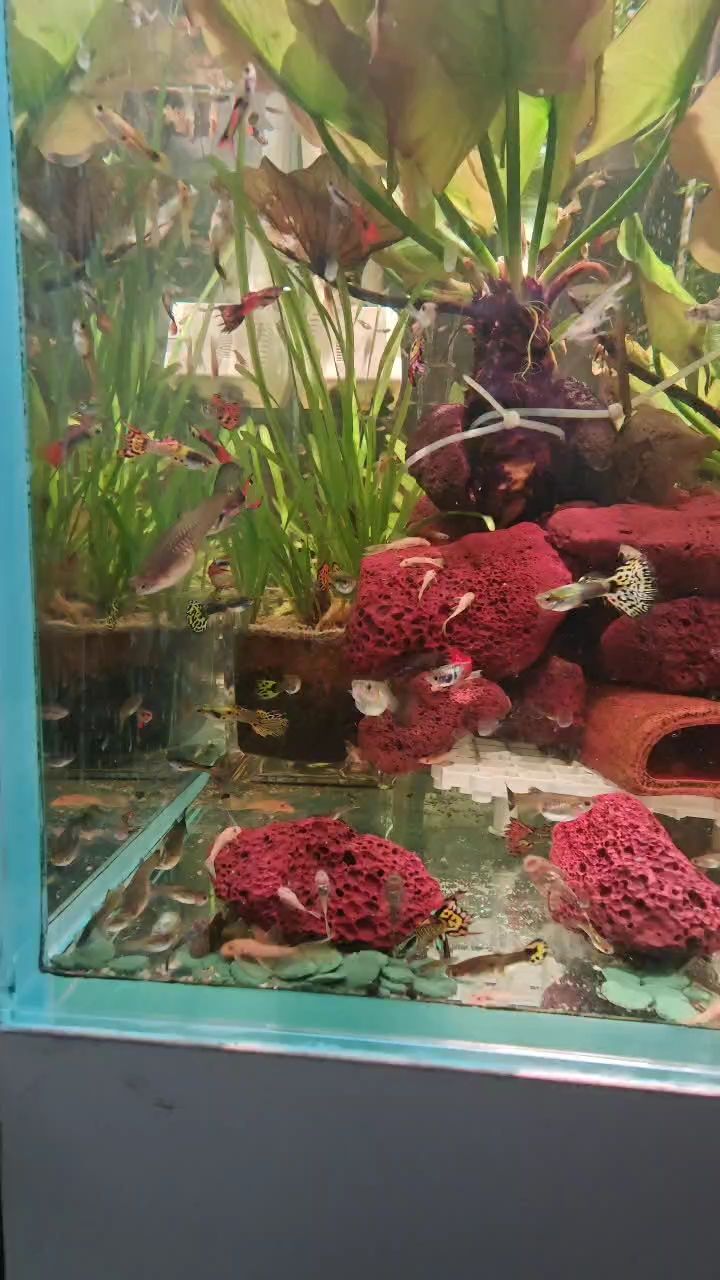 魚缸過濾器選購指南:自制魚缸過濾器魚缸上置過濾器對于養(yǎng)魚愛好者的必備知識 黃金大帆胡子 龍魚論壇 黃金大帆胡子 黃金大帆胡子 龍魚論壇