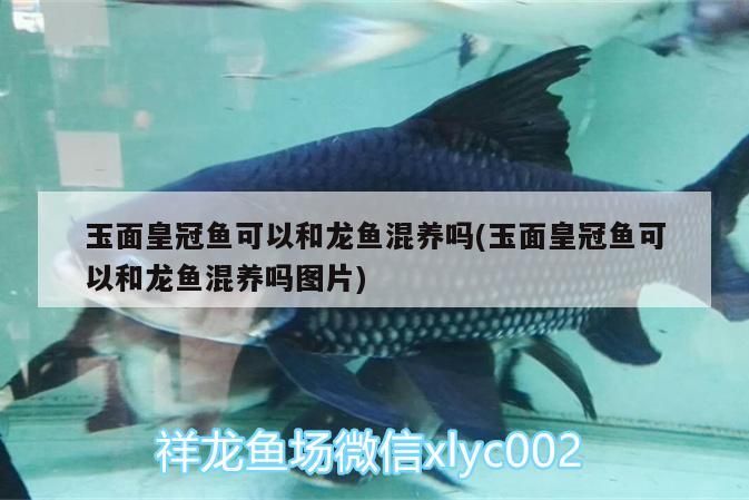 玉面皇冠魚可以和龍魚混養(yǎng)嗎(玉面皇冠魚可以和龍魚混養(yǎng)嗎圖片) 玉面皇冠魚可以和龍魚混養(yǎng)嗎(玉面皇冠魚可以和龍魚混養(yǎng)嗎圖片) 金龍魚百科