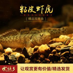 虎魚功效與作用禁忌是什么:虎魚功效與作用 虎魚百科 第1張 虎魚功效與作用禁忌是什么:虎魚功效與作用 虎魚功效與作用禁忌是什么:虎魚功效與作用 虎魚百科 第1張