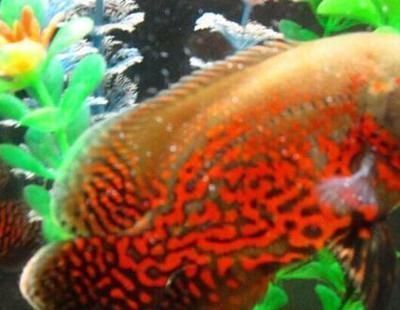 龍魚可以繁殖嗎?龍魚繁殖，探秘水族世界的繁衍奇跡