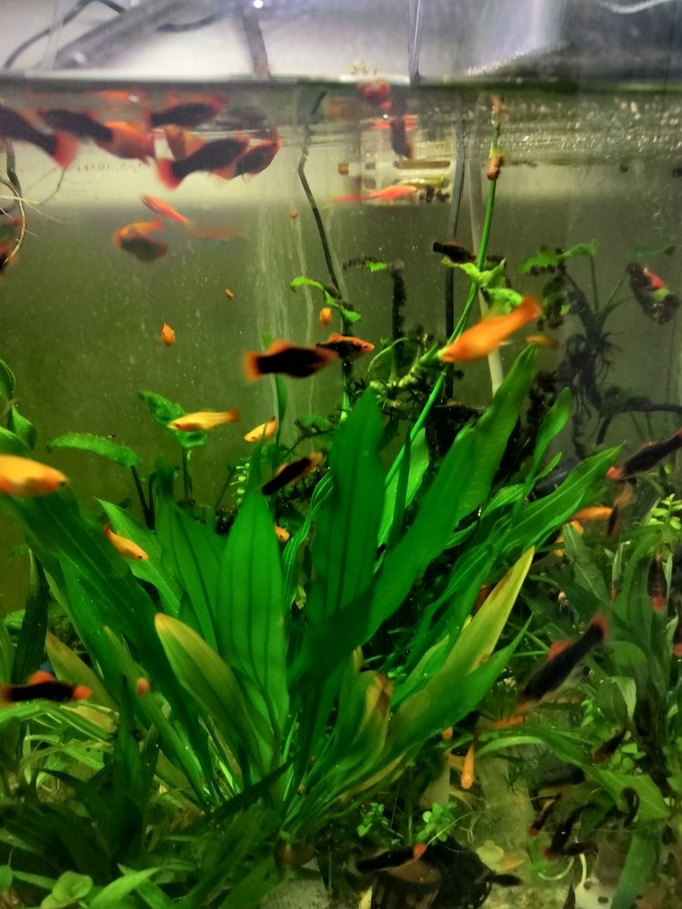 這草居然開花了