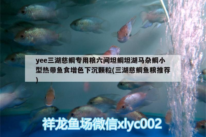 yee三湖慈鯛專用糧六間坦鯛坦湖馬雜鯛小型熱帶魚食增色下沉顆粒(三湖慈鯛魚糧推薦)