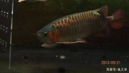 孟吉爾龍魚查詢系統：關于孟吉爾龍魚查詢系統的詳細介紹 孟吉爾龍魚查詢系統：關于孟吉爾龍魚查詢系統的詳細介紹 廣州孟吉爾 第2張