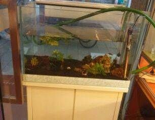 博特魚缸水泵出現e6怎么回事:博特魚缸水泵出現e6故障可能有多種原因及其對應的解決方法 博特水族 第2張 博特魚缸水泵出現e6怎么回事:博特魚缸水泵出現e6故障可能有多種原因及其對應的解決方法 博特魚缸水泵出現e6怎么回事:博特魚缸水泵出現e6故障可能有多種原因及其對應的解決方法 博特水族 第2張