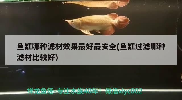 魚缸哪種濾材效果最好最安全(魚缸過濾哪種濾材比較好) 魚缸哪種濾材效果最好最安全(魚缸過濾哪種濾材比較好) 黃金貓魚百科