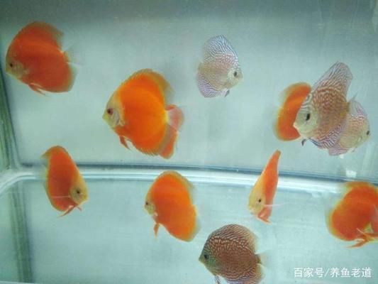 龍魚開燈多長時間最好養：龍魚開燈多長時間最好？探尋最佳光照時長的奧秘