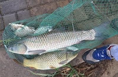 龍魚受驚嚇會死嗎：龍魚驚嚇會死嗎？探秘水中貴族的應激反應