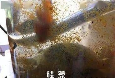 龍魚進食視頻大全：龍魚進食，水下精靈的饕餮盛宴