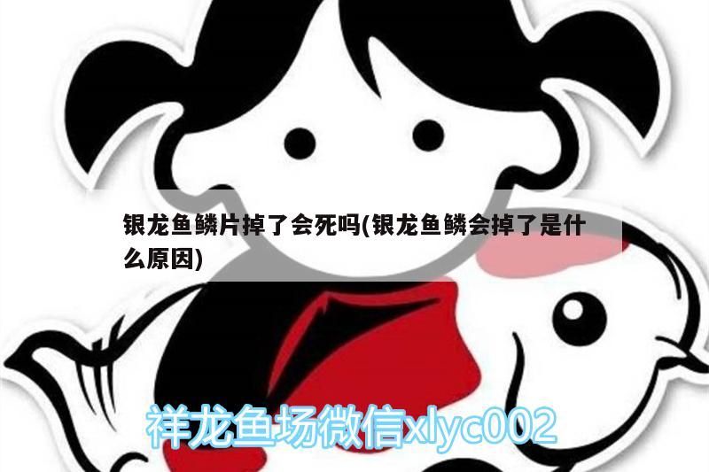 銀龍魚鱗片掉了會死嗎(銀龍魚鱗會掉了是什么原因) 銀龍魚鱗片掉了會死嗎(銀龍魚鱗會掉了是什么原因) 銀龍魚百科