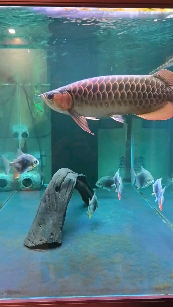 前段時(shí)間突發(fā)水泵故障，主缸水溫過低導(dǎo)致龍魚長白毛，現(xiàn)在完全恢復(fù)了。