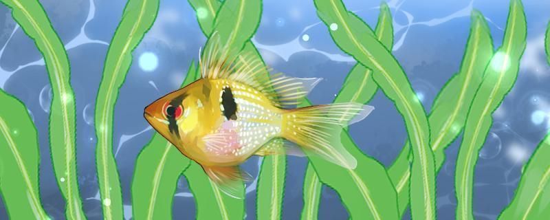 元寶鳳凰魚繁殖缸布置指南：元寶鳳凰魚繁殖期間飼料選擇，元寶鳳凰魚繁殖缸水質(zhì)管理方法