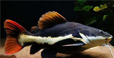 龍魚簡介：探秘龍魚，水中瑰寶的神秘畫卷