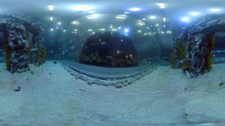 祥龍水族館VR體驗開放時間（哈爾濱祥龍水族館vr體驗2024年11月22日向公眾開放） 祥龍水族館VR體驗開放時間（哈爾濱祥龍水族館vr體驗2024年11月22日向公眾開放） 水族館百科（水族館加盟） 第4張