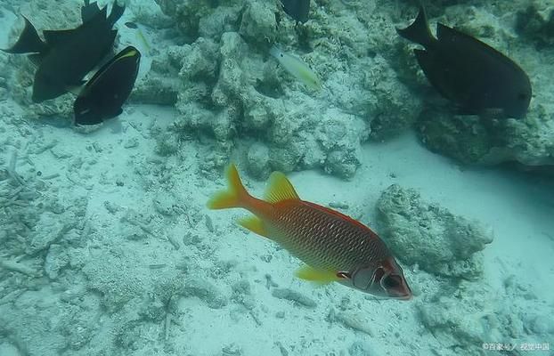 龍魚價值多少錢一條圖片：探尋龍魚背后的價值奧秘，一條龍魚究竟價值幾何？
