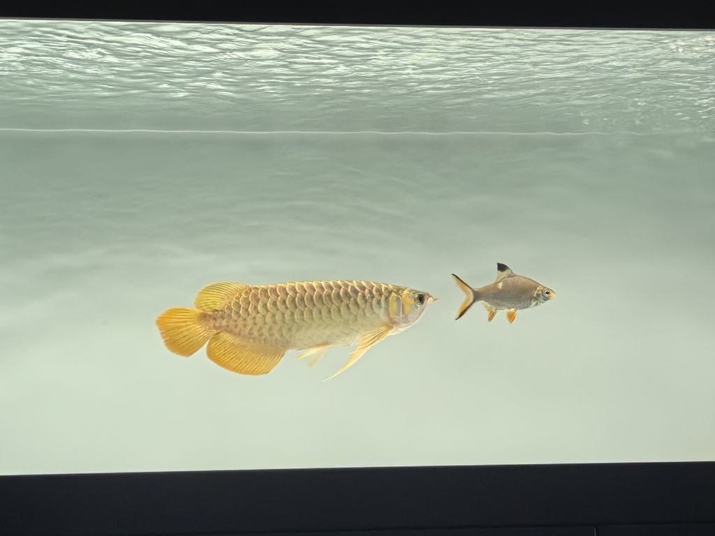 記錄一下，鯽魚和錦鯉戰損
