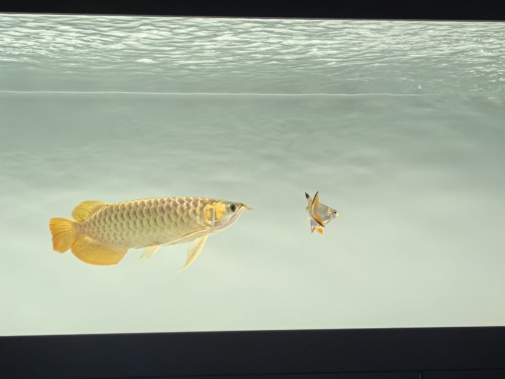 記錄一下，鯽魚和錦鯉戰損