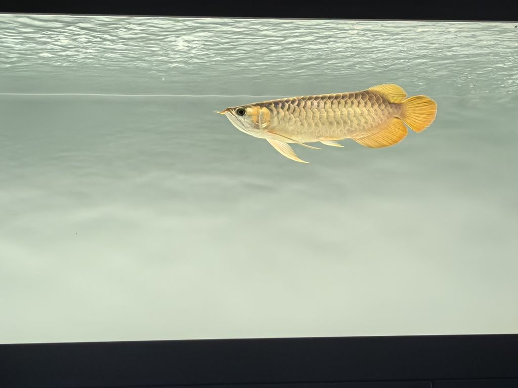 記錄一下，鯽魚和錦鯉戰損