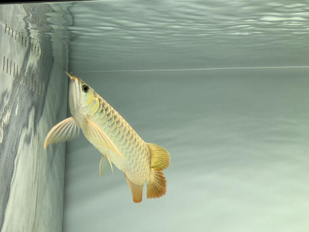 記錄一下，鯽魚和錦鯉戰損