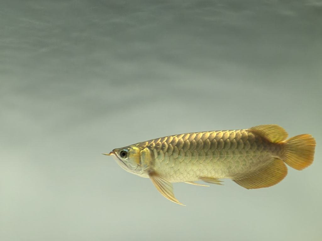 記錄一下，鯽魚和錦鯉戰損