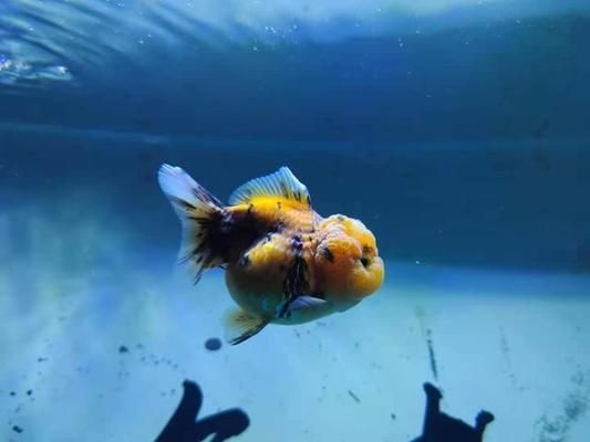 蝴蝶鯉是金魚還是鯉魚（蝴蝶鯉與金魚同為觀賞魚，蝴蝶鯉的養(yǎng)殖技巧是什么） 蝴蝶鯉是金魚還是鯉魚（蝴蝶鯉與金魚同為觀賞魚，蝴蝶鯉的養(yǎng)殖技巧是什么） 蝴蝶鯉百科 第2張