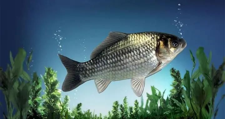 蝴蝶鯉是金魚還是鯉魚（蝴蝶鯉與金魚同為觀賞魚，蝴蝶鯉的養(yǎng)殖技巧是什么）
