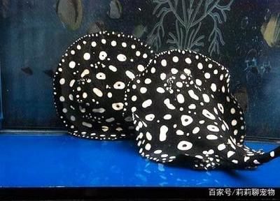 魟魚拉屎紅色：魟魚拉屎紅色是怎么回事