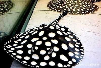 魟魚拉屎紅色：魟魚拉屎紅色是怎么回事