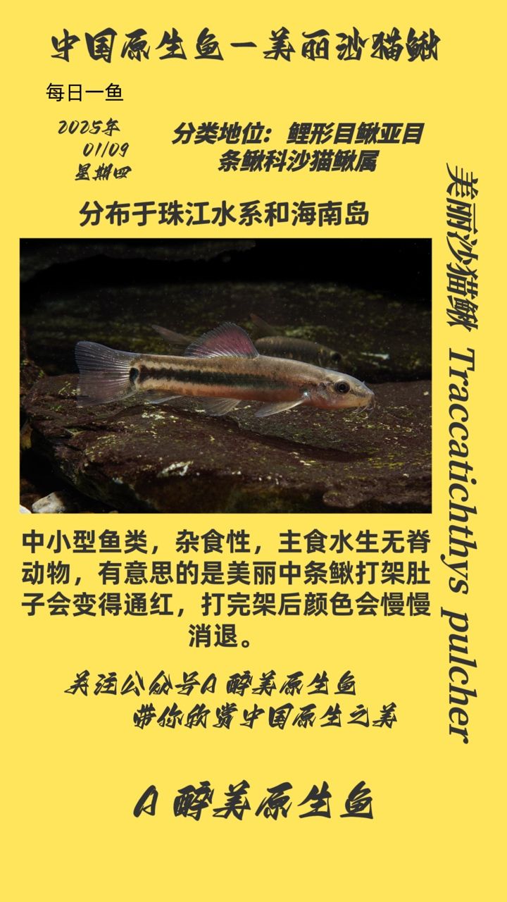 美麗沙貓鰍