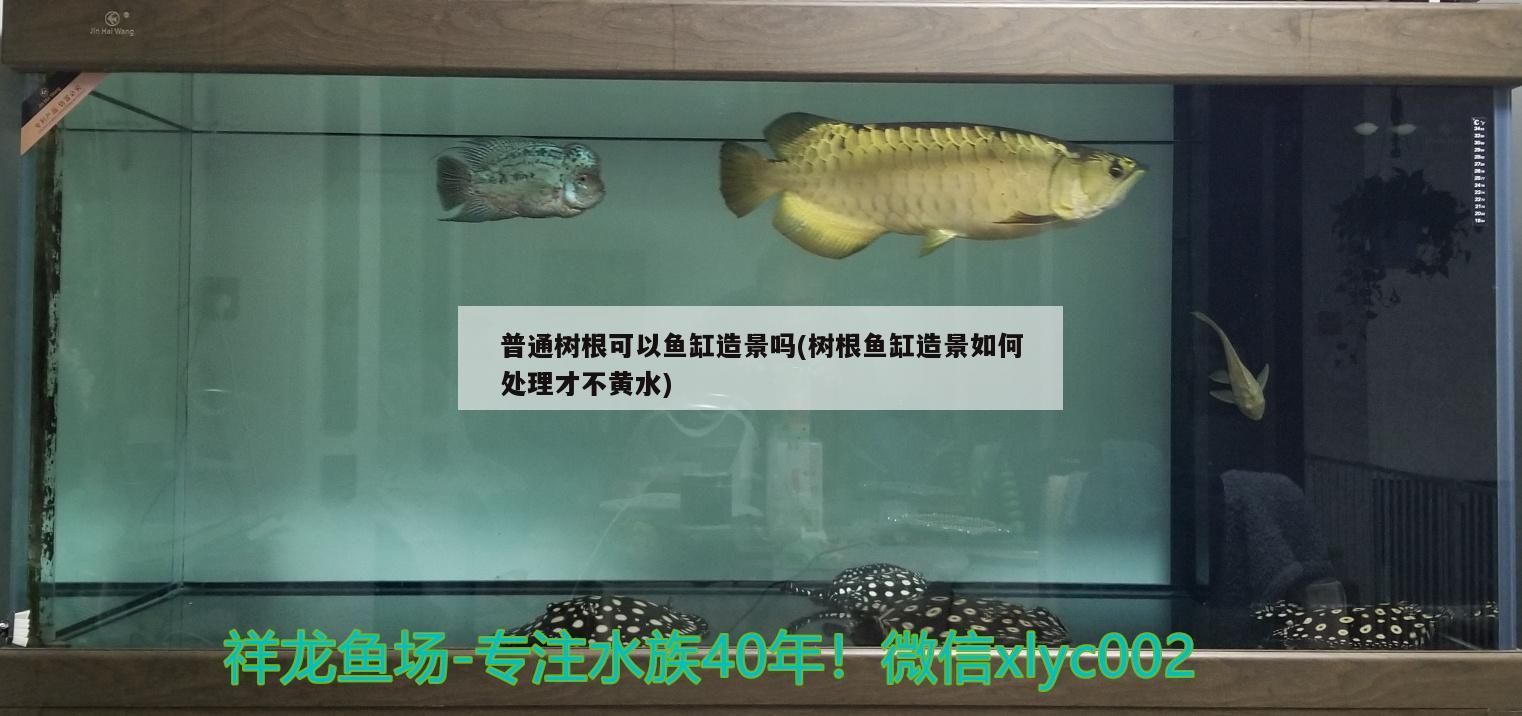 普通樹根可以魚缸造景嗎(樹根魚缸造景如何處理才不黃水) 普通樹根可以魚缸造景嗎(樹根魚缸造景如何處理才不黃水) iwish愛唯希品牌魚缸 第1張