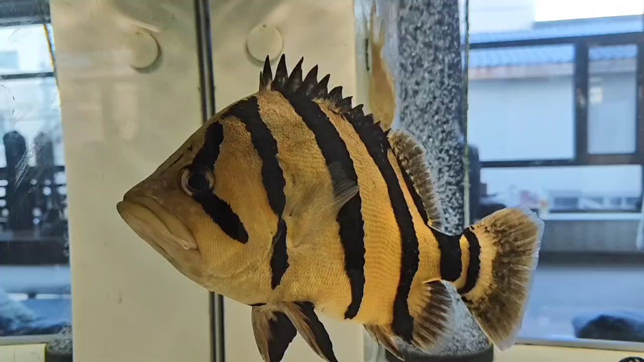 一歲了 龍魚論壇 第1張 一歲了 一歲了 龍魚論壇 第1張