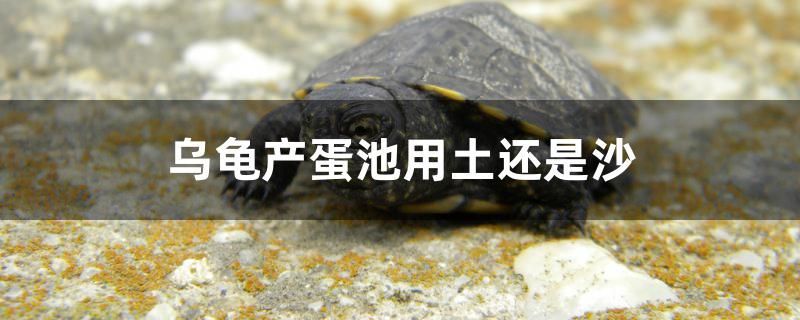 烏龜產蛋池用土還是沙 烏龜產蛋池用土還是沙 馬來西亞咖啡