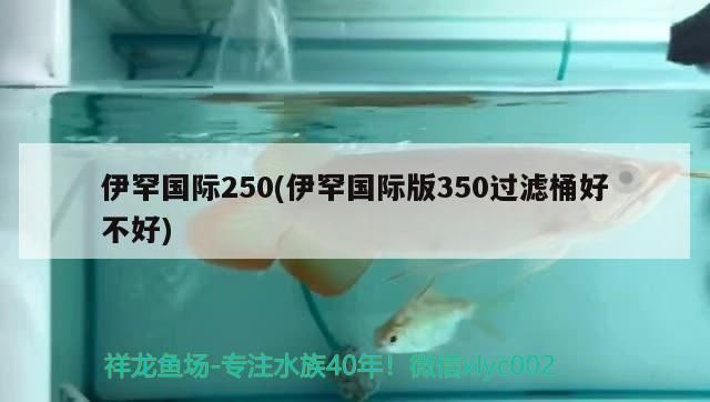 伊罕國際250(伊罕國際版350過濾桶好不好) 伊罕國際250(伊罕國際版350過濾桶好不好) 伊罕水族