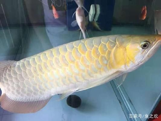 龍魚活魚混養(yǎng)好嗎視頻：龍魚與活魚混養(yǎng)，利弊權(quán)衡與科學(xué)養(yǎng)護(hù)之道