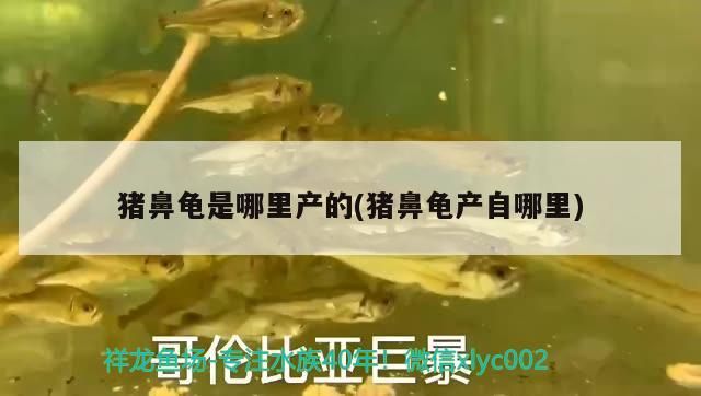 豬鼻龜是哪里產(chǎn)的(豬鼻龜產(chǎn)自哪里) 豬鼻龜是哪里產(chǎn)的(豬鼻龜產(chǎn)自哪里) 豬鼻龜百科