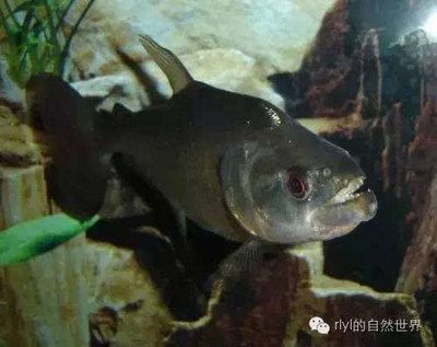 虎魚品種圖片：泰國虎魚品種及圖片介紹，