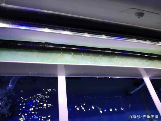 龍魚混養(yǎng)最佳搭配圖片大全集視頻播放：龍魚混養(yǎng)，打造絢麗水族世界的完美搭配指南