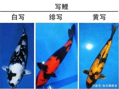 龍魚混養(yǎng)最佳搭配圖解大全圖片欣賞：龍魚混養(yǎng)最佳搭配圖解大全，打造絢麗水族世界