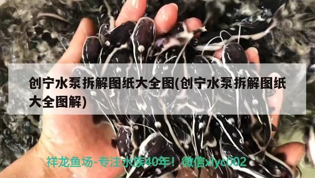 創寧水泵拆解圖紙大全圖(創寧水泵拆解圖紙大全圖解)