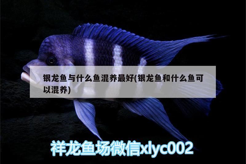 銀龍魚與什么魚混養(yǎng)最好(銀龍魚和什么魚可以混養(yǎng)) 銀龍魚與什么魚混養(yǎng)最好(銀龍魚和什么魚可以混養(yǎng)) 銀龍魚百科