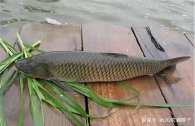 龍魚混養(yǎng)怎么搭配最好看：龍魚混養(yǎng)，探尋最佳搭配之道