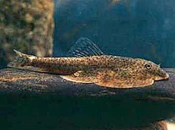 龍魚混養魚推薦品種有哪些：龍魚混養魚推薦品種，打造和諧水族生態