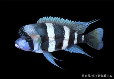 龍魚(yú)混養(yǎng)喂食方法圖解大全：龍魚(yú)混養(yǎng)喂食方法圖解，打造和諧水族生態(tài)