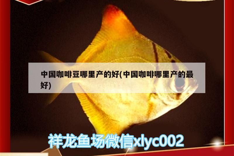 龍魚干蝦有營養嗎 中國咖啡豆哪里產的好(中國咖啡哪里產的最好) 馬來西亞咖啡 中國咖啡豆哪里產的好(中國咖啡哪里產的最好) 中國咖啡豆哪里產的好(中國咖啡哪里產的最好) 馬來西亞咖啡