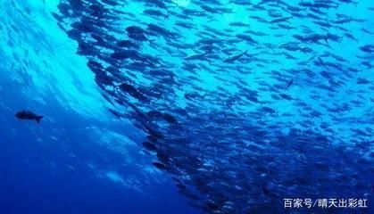 魟魚喜歡水流急還是緩？：為什么[需手動填充]魚喜歡水流急還是緩？