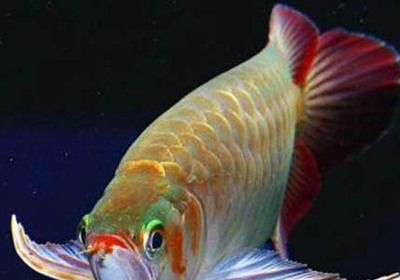 豬鼻龜和龍魚(yú)打架嗎：豬鼻龜和豬鼻龜混養(yǎng)的優(yōu)點(diǎn)和注意事項(xiàng)和注意事項(xiàng)和注意事項(xiàng) 豬鼻龜和龍魚(yú)打架嗎：豬鼻龜和豬鼻龜混養(yǎng)的優(yōu)點(diǎn)和注意事項(xiàng)和注意事項(xiàng)和注意事項(xiàng) 豬鼻龜百科 第4張