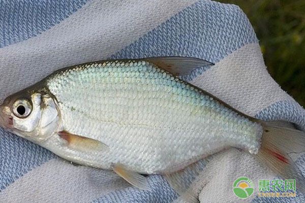 龍魚會不會打架呢：龍魚，水下的社交與爭斗之謎