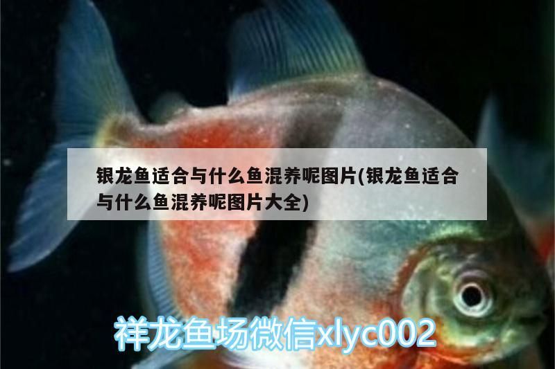 銀龍魚(yú)適合與什么魚(yú)混養(yǎng)呢圖片(銀龍魚(yú)適合與什么魚(yú)混養(yǎng)呢圖片大全)