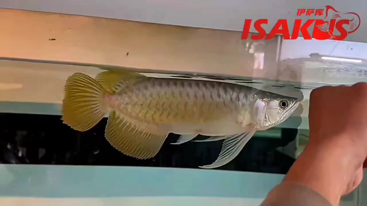 伊薩庫S級，氣勢非凡 伊薩庫S級，氣勢非凡 龍魚論壇