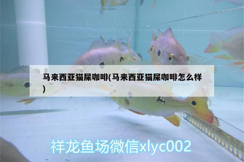 馬來西亞貓屎咖啡(馬來西亞貓屎咖啡怎么樣)